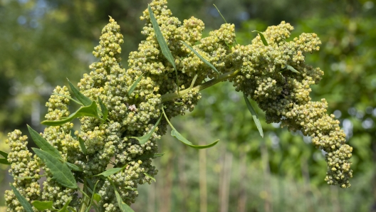 Pianta di quinoa