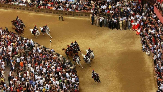 Palio di Siena cavalli