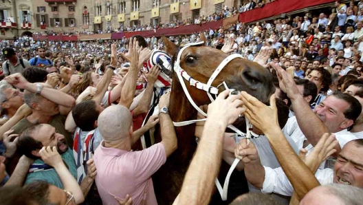 Palio di Siena fantini e cavalli