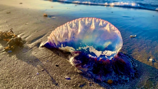 I pericoli delle vacanze a cosa prestare attenzione