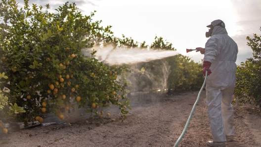 Pesticidi sulla frutta: cosa fare per mangiarla senza rischi