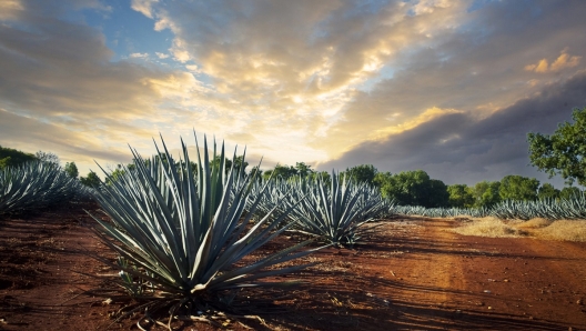 Succo d'agave uso e indice glicemico