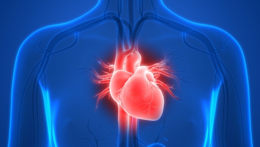 I consigli dei cardiologi per la salute del cuore