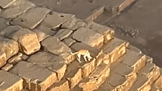 Cane sulla piramide di Giza