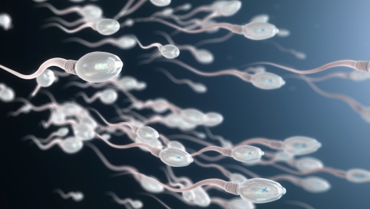 Infertilità maschile: sul numero di spermatozoi incidono alcuni batteri