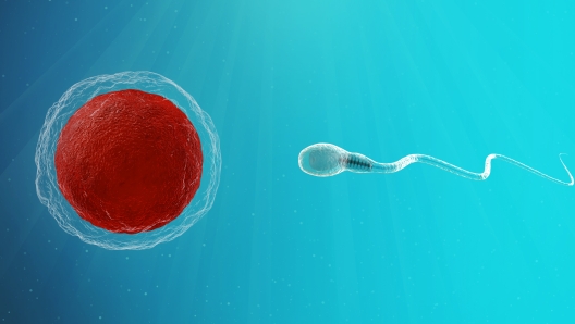 Aumentare la fertilità camminando