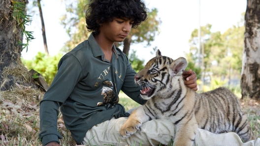 Il ragazzo e la tigre trama