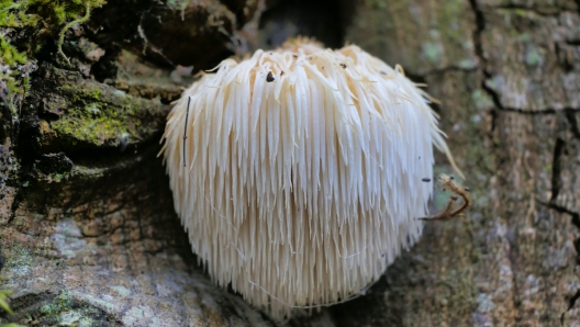 Lion’s Mane mushroom (Hericium erinaceus) also known as Bearded Hedgehog Mushroom, known for its health benefits