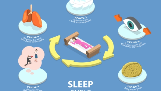 3D Isometric Flat Vector Conceptual Illustration of Sleep Cycle, Healthy Human Sleep Diagram