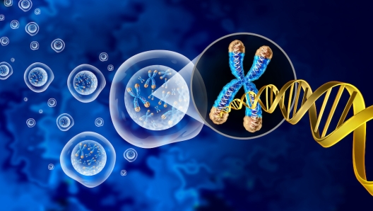 Chromosome and cell nucleus  with telomere and DNA concept for a human biology x structure containing dna genetic information as a medical symbol for gene therapy or microbiology genetics as a 3D illustration.