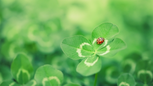 Unique find of a rare lucky four leaf clover with a little red ladybug or ladybird insect. Symbolizing luck, fortune, and prosperity.