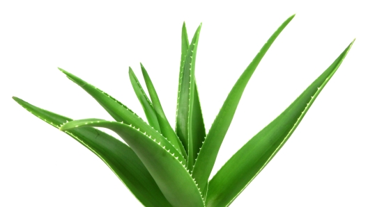 Aloe Vera On White Background.