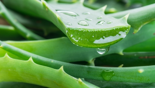 Aloe or Aloe vera fresh leaves and slices on white background.