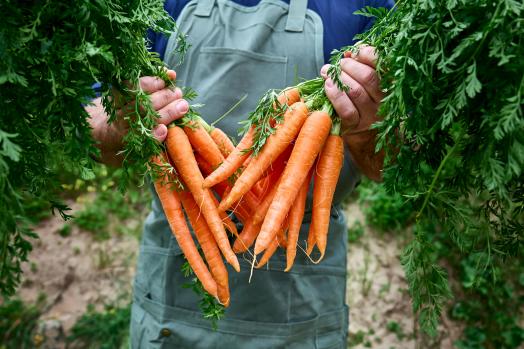 un agricoltore con alcune carote in mano