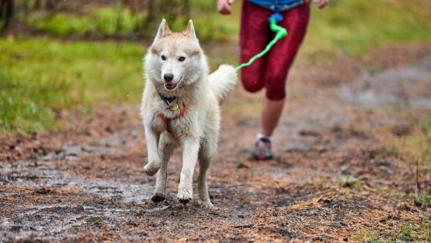 Canicross e dog trail running con cani fuoristrada