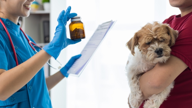 Animali domestici: perché la prevenzione veterinaria è una questione di salute pubblica