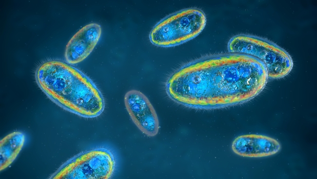 Perché il virus gigante Ushikuvirus può dare informazioni sulle origini della vita. Lo studio