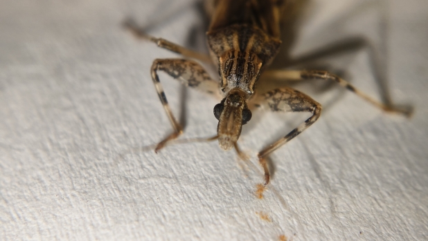 Che cos'è la malattia di Chagas, perché fa paura e i rischi di epidemia
