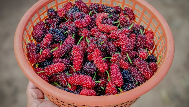 Gelso: il superfood versatile, buono e dai tanti benefici