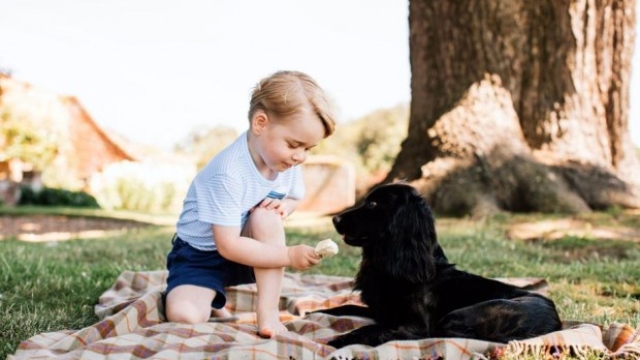 Il principino George, tre anni il 22 Luglio 2016, ritratto mentre offre un gelato al cane della famiglia reale, Lupo. La foto è stata scattata nella tenuta di Norfolk da Matt Porteous (credit EPA).