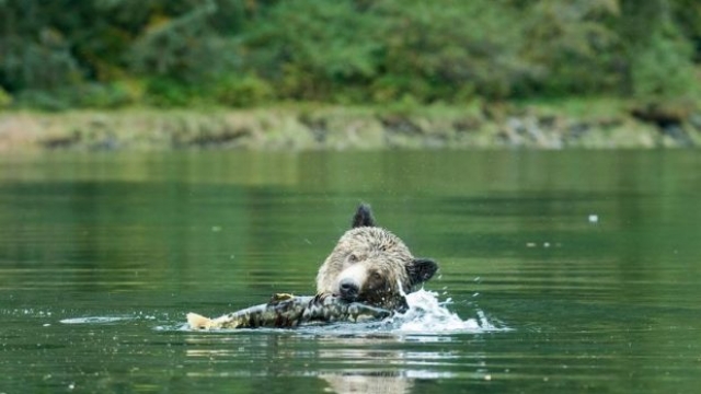 Un orso cattura un pesce in un fiume nella provincia canadese della British Columbia, Canada. (ANSA/Ufficio stampa Greenpeace).