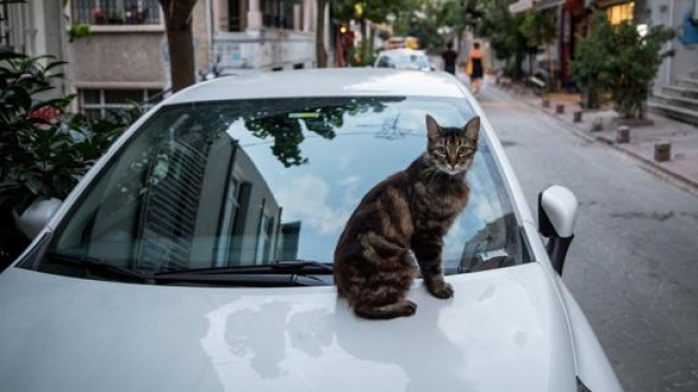 Un gatto di Istanbul. Getty