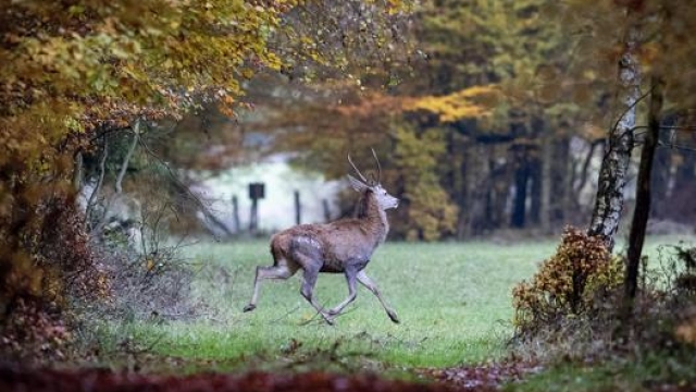 Un cervo in una foresta vicino Francoforte. Ap