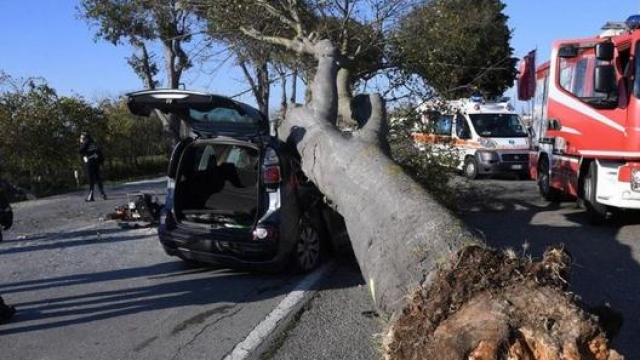 Un’auto distrutta dalla caduta di un albero in strada