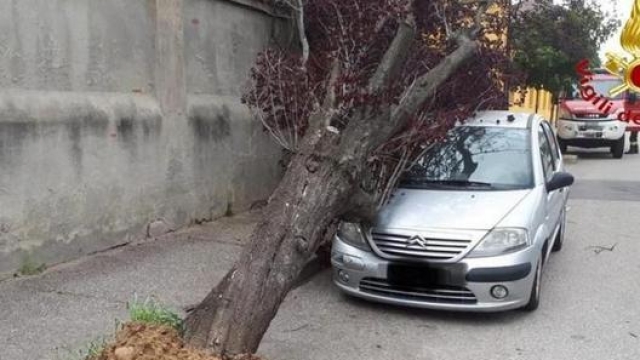 Un’auto danneggiata da un albero