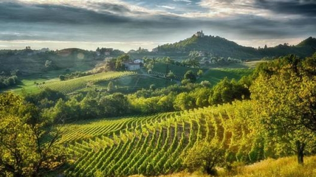 Il paesaggio del Gavi, nel sud del Piemonte, caratterizzato dai vigneti