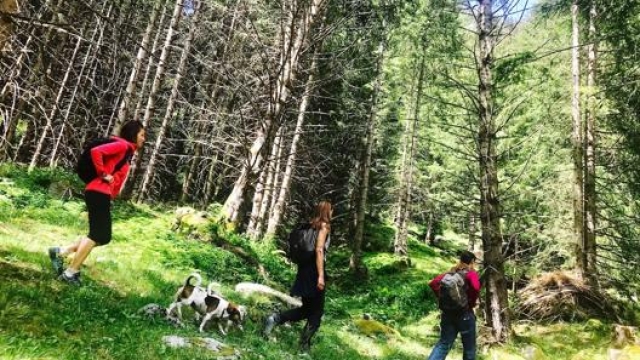 Tra i boschi delle montagne lombarde con le Guide Alpine della Lombardia