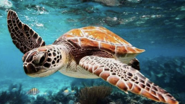 Una tartaruga nuota libera in un Oceano pulito, quest’estate fai la differenza!