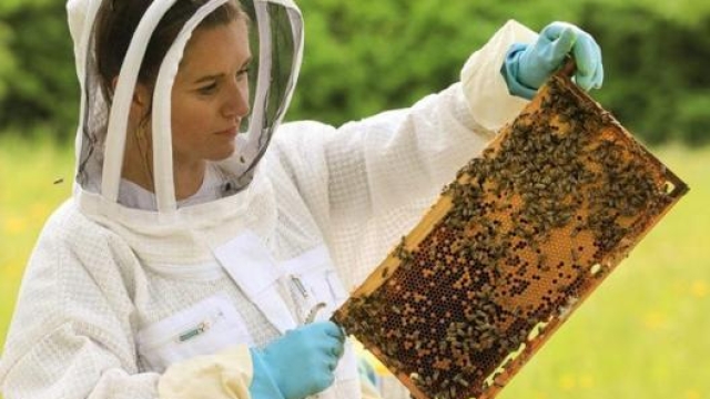 Un’addetta all’apicultura nelle colonie di Porsche