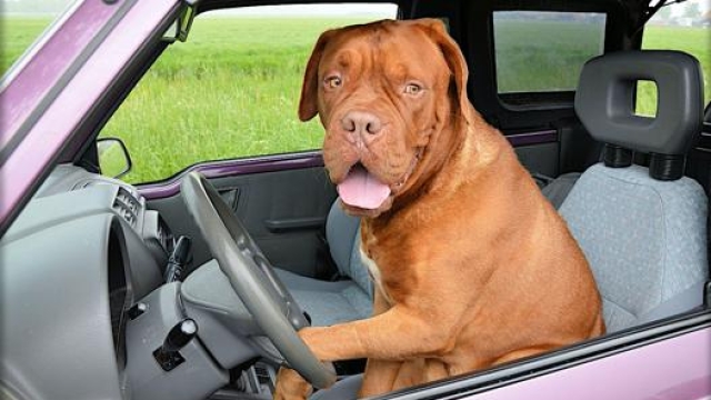Il trasporto di animali in auto e moto è regolato dal Codice della Strada