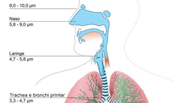 Le polveri sottili più piccole penetrano fino ai bronchi
