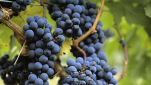 VINO ROSSO DEL CONERO nelle Marche cucina sia di mare, sia di terra. E ampia tradizione nei vini, dal rosso del Conero (le uve nella foto) ai bianchi, come il Verdicchio.
