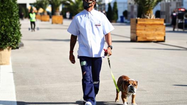 Hamilton con il suo cane Roscoe a spasso per il paddock di Istanbul. Getty