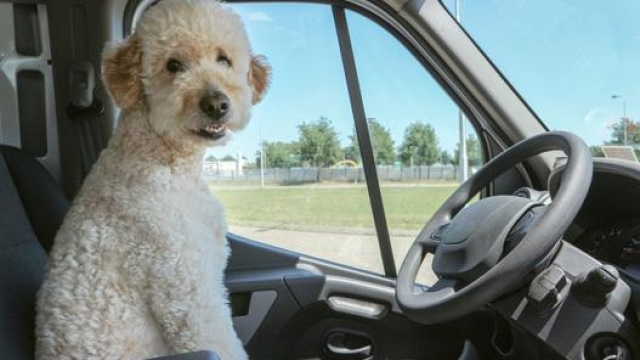 Alcuni consigli su come trasportare il proprio animale domestico in auto