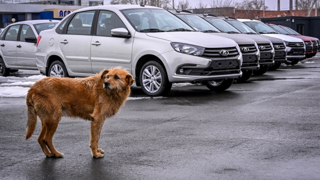 A dog stands in front of Lada automobiles at the parking lot of a Lada car dealership in Tolyatti, also known as Togliatti, on April 1, 2022. - For generations the Russian city of Tolyatti has been synonomous with the maker of one of the country's best-known brands -- the Lada automobile. But with the West piling sanctions on Russia over its military action in Ukraine, Tolyatti and the workers of Avtovaz are bracing for tough times. (Photo by Yuri KADOBNOV / AFP)