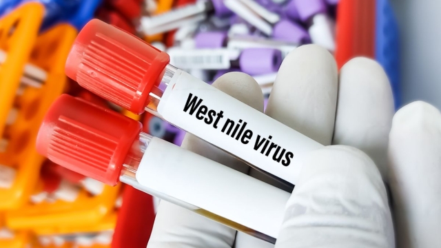 Virus del Nilo Occidentale zanzare
