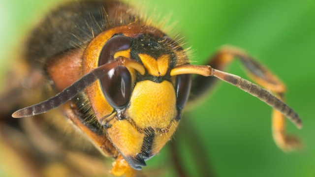 Punture di vespe rimedi e precauzioni