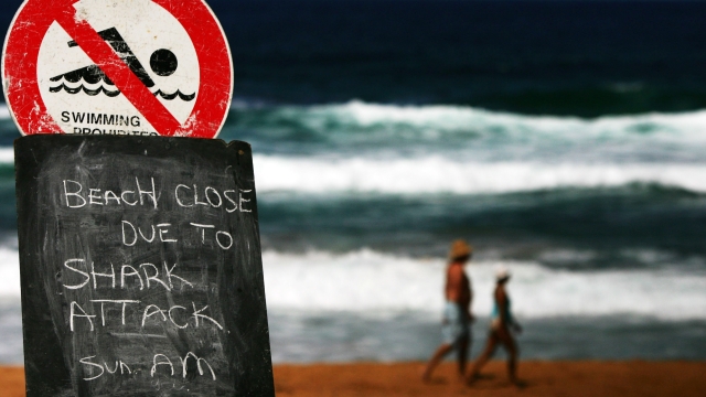 Avalon Beach, a nord di Sydney, dopo un attacco mortale nel 2009. Ph. by Ian Waldie/Getty Images