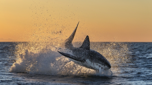 Il Carcharodon carcharias, il grande squalo bianco, in tutta la sua maestosità durante una battuta di caccia in Sud Africa. Ph. Getty Images