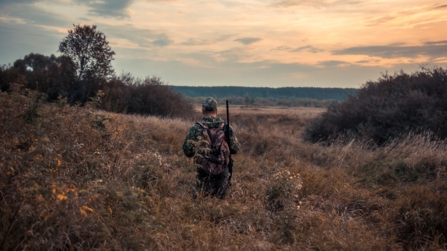 Hunter man in camouflage with shotgun creeping through tall reed grass and bushes with dramatic sunset  during season