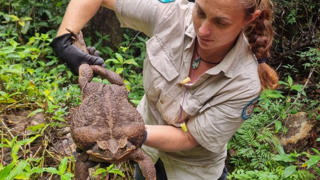 This handout from the Queensland Department of Environment and Science taken on January 12, 2023 and received on January 20 shows a park ranger holding a cane toad weighing 2.7 kilograms discovered in Conway National Park in Australia's state of Queensland. - Australian rangers have euthanised a "monster" cane toad discovered in the wilds of a coastal park -- a warty brown specimen as long as a human arm and weighing 2.7 kilograms (6 pounds). (Photo by Handout / Queensland Department of Environment and Science / AFP) / RESTRICTED TO EDITORIAL USE - MANDATORY CREDIT "AFP PHOTO /   Queensland Department of Environment and Science " - NO MARKETING NO ADVERTISING CAMPAIGNS - DISTRIBUTED AS A SERVICE TO CLIENTS
