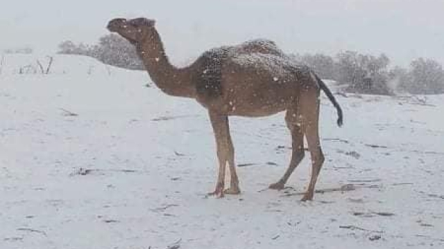 Un cammello del Sahara sotto la neve