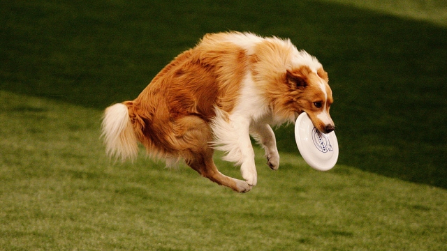 competes during The World Dog Games at Acer Arena on October 31, 2009 in Sydney, Australia.