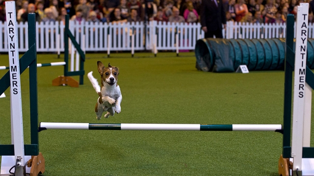 BIRMINGHAM, ENGLAND - MARCH 12:  A dog competes in the agility competition on the third day of Crufts 2016 on March 12, 2016 in Birmingham, England. First held in 1891, Crufts is said to be the largest show of its kind in the world, the annual four-day event, features thousands of dogs, with competitors travelling from countries across the globe to take part and vie for the coveted title of 'Best in Show'.  (Photo by Ben Pruchnie/Getty Images)