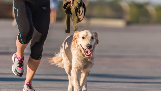 Dog Run Natural Trainer 2023 cani e corsa