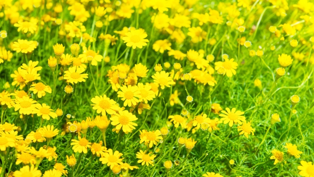 Le margherite gialle, il fiore tipico della primavera